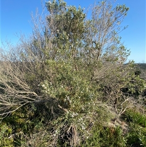 Leptospermum laevigatum at Frazer Park, NSW - 14 Sep 2024 07:51 AM