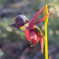 Caleana major (Large Duck Orchid) at Frazer Park, NSW - 14 Sep 2024 by Tapirlord