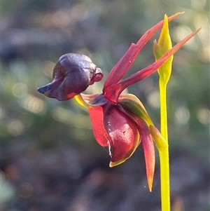 Caleana major at Frazer Park, NSW - suppressed