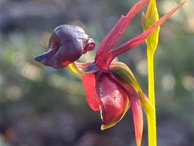 Caleana major (Large Duck Orchid) at Frazer Park, NSW - 13 Sep 2024 by Tapirlord