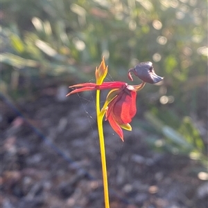 Caleana major at Frazer Park, NSW - suppressed