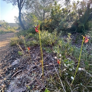 Caleana major at Frazer Park, NSW - suppressed