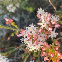 Calytrix tetragona (Common Fringe-myrtle) at Frazer Park, NSW - 14 Sep 2024 by Tapirlord