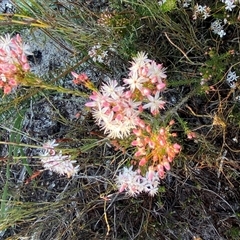 Calytrix tetragona at Frazer Park, NSW - 14 Sep 2024 07:49 AM