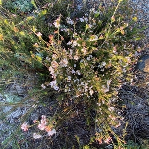 Calytrix tetragona at Frazer Park, NSW - 14 Sep 2024 07:49 AM