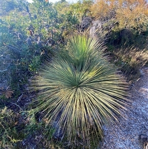 Xanthorrhoea sp. at Frazer Park, NSW - 14 Sep 2024 by Tapirlord