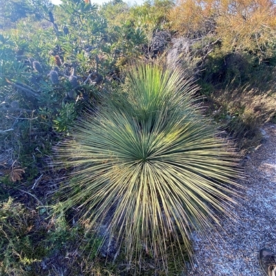 Xanthorrhoea sp. (Grass Tree) at Frazer Park, NSW - 14 Sep 2024 by Tapirlord