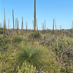 Xanthorrhoea sp. at Frazer Park, NSW - suppressed