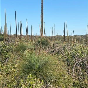 Xanthorrhoea sp. at Frazer Park, NSW - suppressed