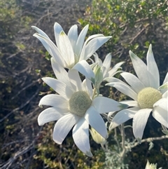 Actinotus helianthi (Flannel Flower) at Frazer Park, NSW - 14 Sep 2024 by Tapirlord