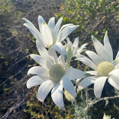 Actinotus helianthi (Flannel Flower) at Frazer Park, NSW - 14 Sep 2024 by Tapirlord