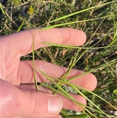 Anisopogon avenaceus (Oat Speargrass) at Frazer Park, NSW - 14 Sep 2024 by Tapirlord