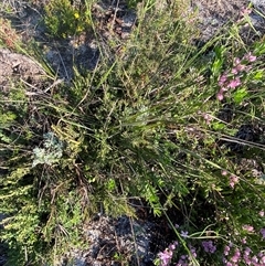 Anisopogon avenaceus at Frazer Park, NSW - 14 Sep 2024 07:49 AM