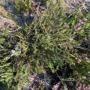 Anisopogon avenaceus at Frazer Park, NSW - 14 Sep 2024 07:49 AM