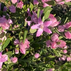 Eriostemon australasius (Pink Wax Flower) at Frazer Park, NSW - 14 Sep 2024 by Tapirlord