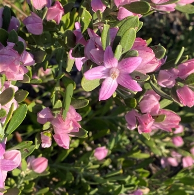 Eriostemon australasius (Pink Wax Flower) at Frazer Park, NSW - 14 Sep 2024 by Tapirlord