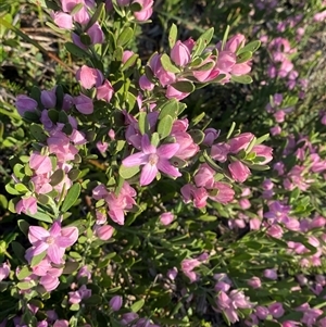 Eriostemon australasius at Frazer Park, NSW - 14 Sep 2024 07:48 AM
