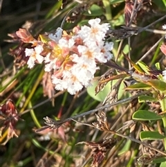 Leucopogon virgatus (Common Beard-heath) at Frazer Park, NSW - 14 Sep 2024 by Tapirlord