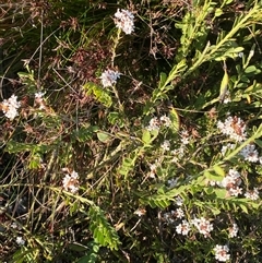 Leucopogon virgatus at Frazer Park, NSW - 14 Sep 2024 07:48 AM