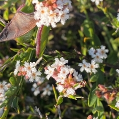 Leucopogon virgatus at Frazer Park, NSW - 14 Sep 2024 07:48 AM