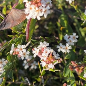 Leucopogon virgatus at Frazer Park, NSW - 14 Sep 2024 07:48 AM