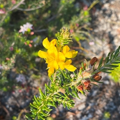 Phyllota phylicoides (Heath Phyllota) at Frazer Park, NSW - 14 Sep 2024 by Tapirlord