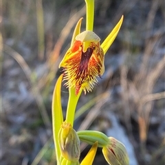 Calochilus campestris (Copper Beard Orchid) at Wybung, NSW - 13 Sep 2024 by Tapirlord