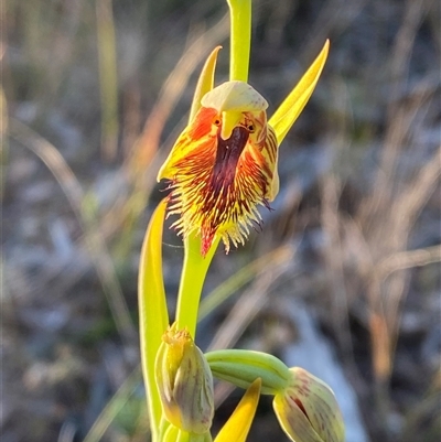 Calochilus campestris (Copper Beard Orchid) at Wybung, NSW - 13 Sep 2024 by Tapirlord