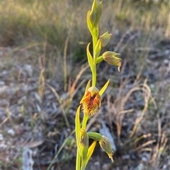 Calochilus campestris at Wybung, NSW - suppressed