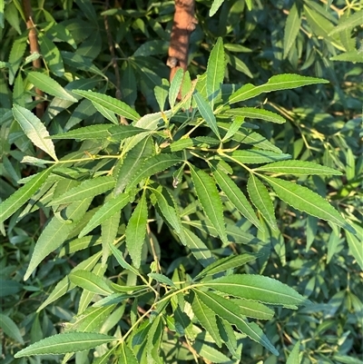 Ceratopetalum gummiferum (New South Wales Christmas-bush, Christmas Bush) at Wybung, NSW - 13 Sep 2024 by Tapirlord