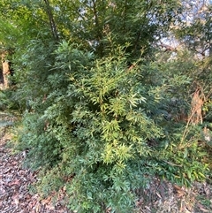 Ceratopetalum gummiferum at Wybung, NSW - 13 Sep 2024 04:45 PM