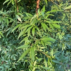 Ceratopetalum gummiferum at Wybung, NSW - 13 Sep 2024 04:45 PM