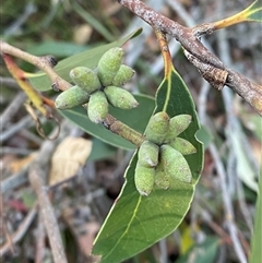 Eucalyptus capitellata (Brown Stringybark) at Wybung, NSW - 13 Sep 2024 by Tapirlord