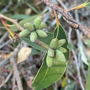 Eucalyptus capitellata at Wybung, NSW - 13 Sep 2024 04:43 PM