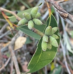 Eucalyptus capitellata at Wybung, NSW - 13 Sep 2024 04:43 PM