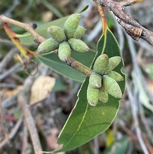 Eucalyptus capitellata at Wybung, NSW - 13 Sep 2024 04:43 PM