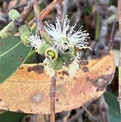 Eucalyptus capitellata at Wybung, NSW - 13 Sep 2024 04:43 PM