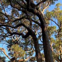 Eucalyptus capitellata at Wybung, NSW - 13 Sep 2024 04:43 PM