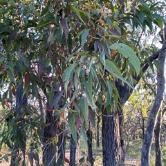 Corymbia gummifera at Wybung, NSW - 13 Sep 2024 04:37 PM