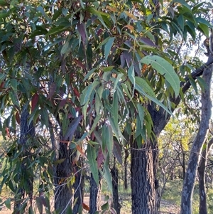 Corymbia gummifera at Wybung, NSW - 13 Sep 2024 04:37 PM