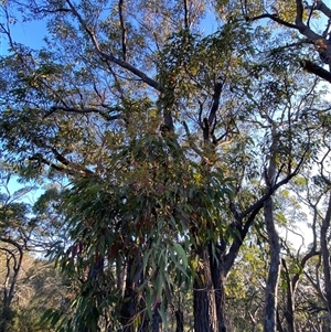 Corymbia gummifera at Wybung, NSW - 13 Sep 2024 04:37 PM