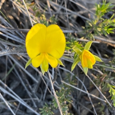 Gompholobium glabratum (Dainty Wedge Pea) at Frazer Park, NSW - 13 Sep 2024 by Tapirlord