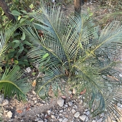 Macrozamia communis (Burrawang) at Frazer Park, NSW - 13 Sep 2024 by Tapirlord