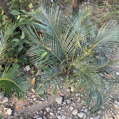 Macrozamia communis (Burrawang) at Frazer Park, NSW - 13 Sep 2024 by Tapirlord