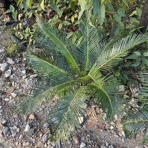 Macrozamia communis at Frazer Park, NSW - suppressed