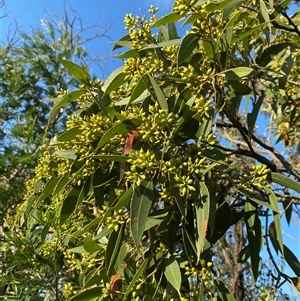 Eucalyptus capitellata at Frazer Park, NSW - 13 Sep 2024 04:26 PM