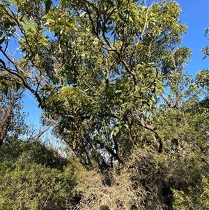 Eucalyptus capitellata at Frazer Park, NSW - 13 Sep 2024 04:26 PM