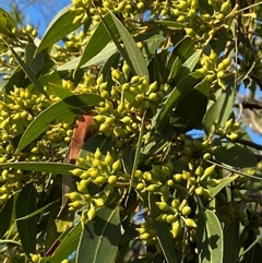 Eucalyptus capitellata at Frazer Park, NSW - 13 Sep 2024 04:26 PM