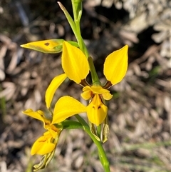 Diuris aurea (Golden Donkey Orchid) at Frazer Park, NSW - 13 Sep 2024 by Tapirlord