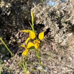 Diuris aurea at Frazer Park, NSW - suppressed